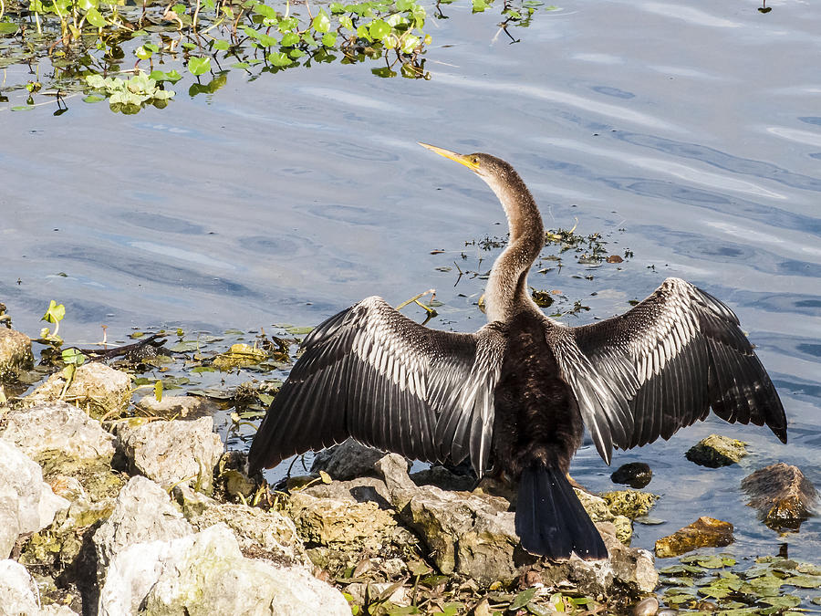 Anhinga Photograph - The Warmth of the Sun by Norman Johnson Anhinga Photograph - The Warmth of the Sun by Norman Johnson