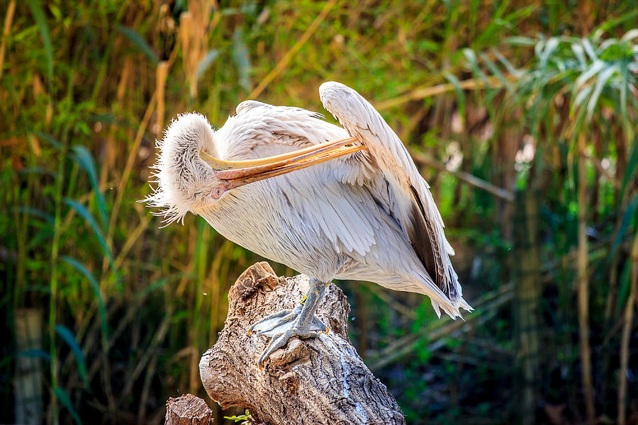 Pelican Cleaning Feathers Photograph by Pati Photography