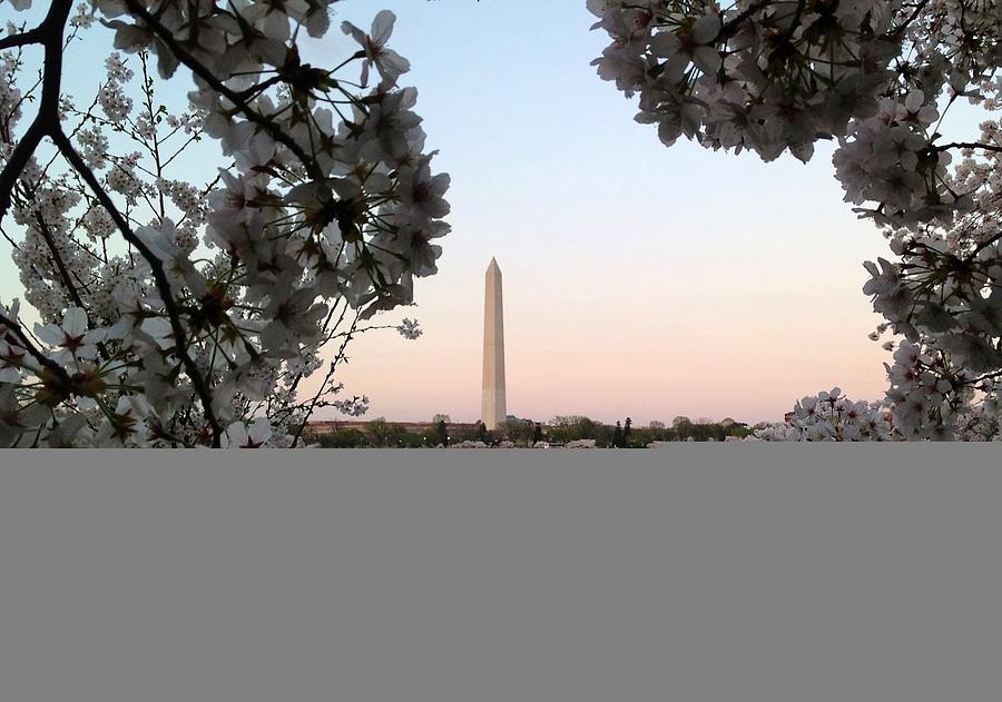 The Washington Monument in Spring Photograph by Lois Ivancin Tavaf