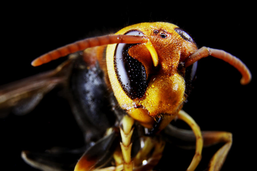 Insects Photograph - The Wasp 2 by Barnaby Chambers