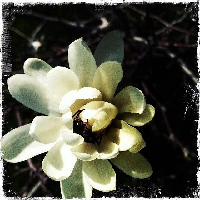 Hipstamatic Photograph - The Wasp In The Magnolia by Sharon Wilkinson
