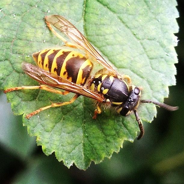 The Wasps Were Certainly Attracted To Photograph by Emma Warrener