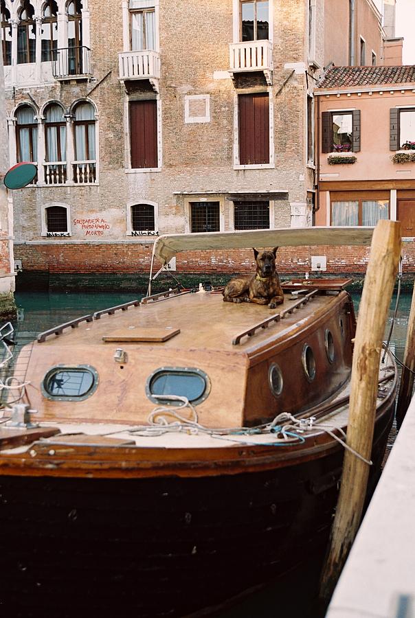 Great Dane Photograph - The Watchdog of Venezia by Chris Schmitt