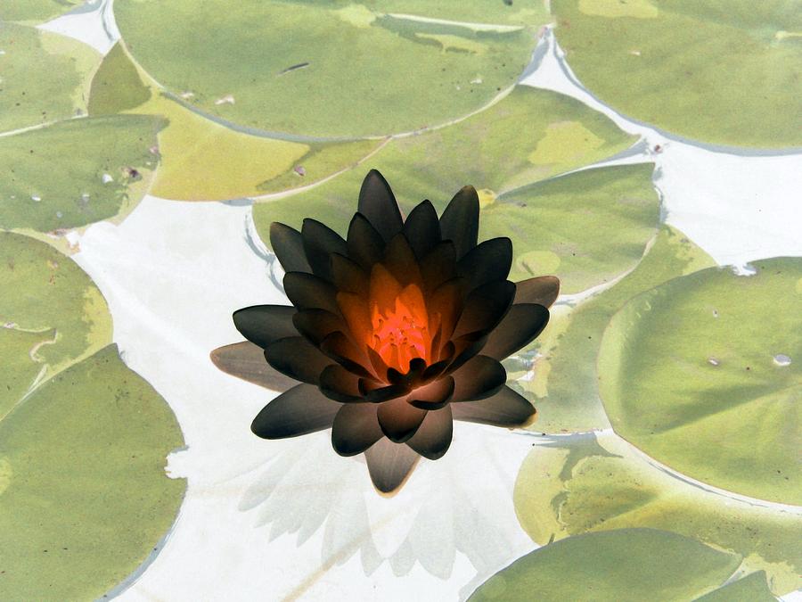 The Water Lilies Collection - PhotoPower 1034 Photograph by Pamela Critchlow