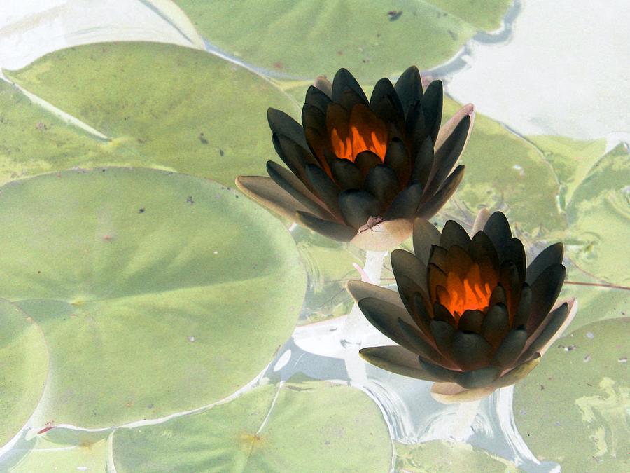 The Water Lilies Collection - PhotoPower 1039 Photograph by Pamela Critchlow