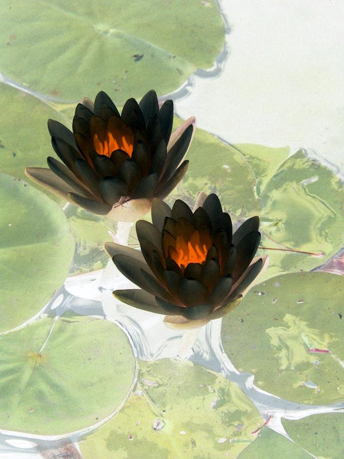 The Water Lilies Collection - PhotoPower 1040 Photograph by Pamela Critchlow