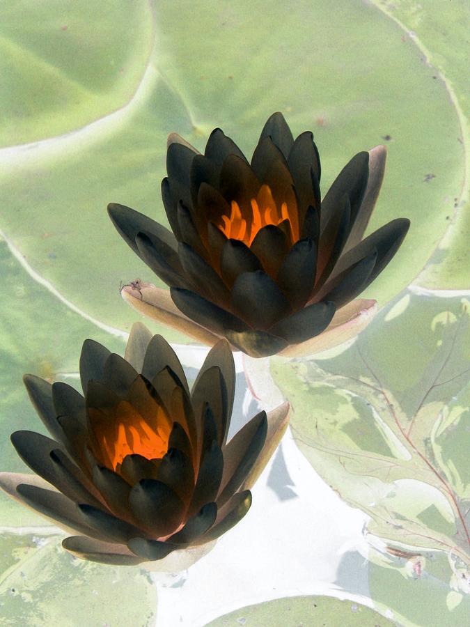 The Water Lilies Collection - PhotoPower 1046 Photograph by Pamela Critchlow