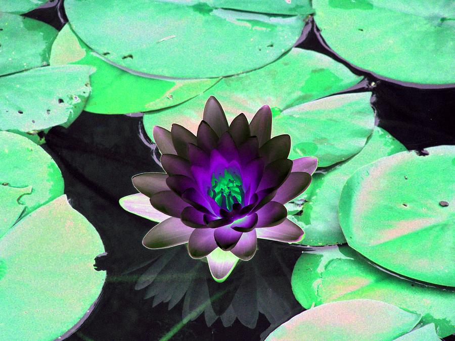 The Water Lilies Collection - Photopower 1113 Photograph