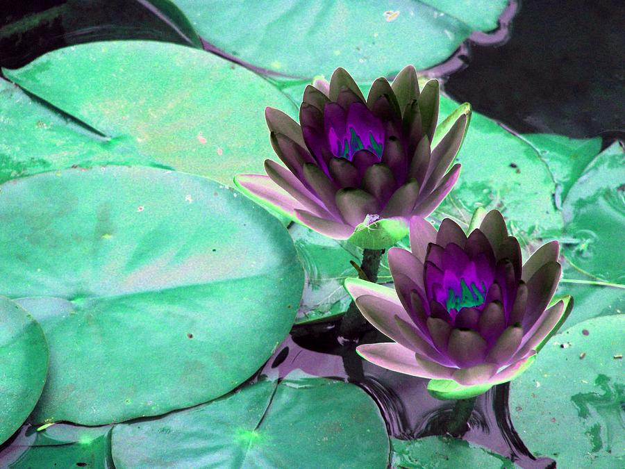 The Water Lilies Collection - PhotoPower 1118 Photograph by Pamela Critchlow