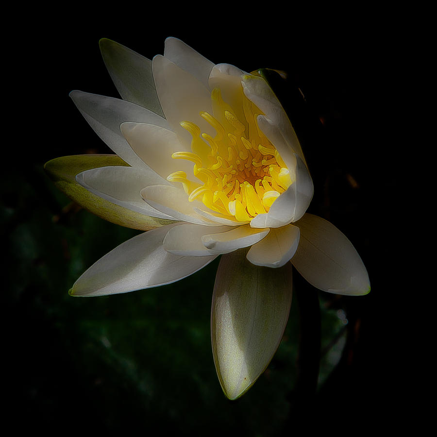 The Water Lily Photograph by David Patterson