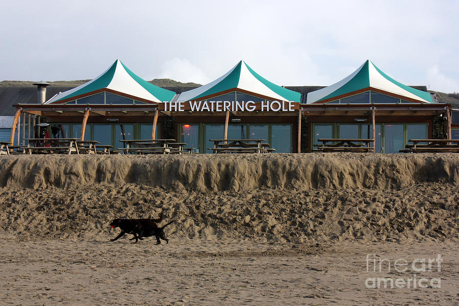 Dog Photograph - The Watering Hole Perranporth by Terri Waters