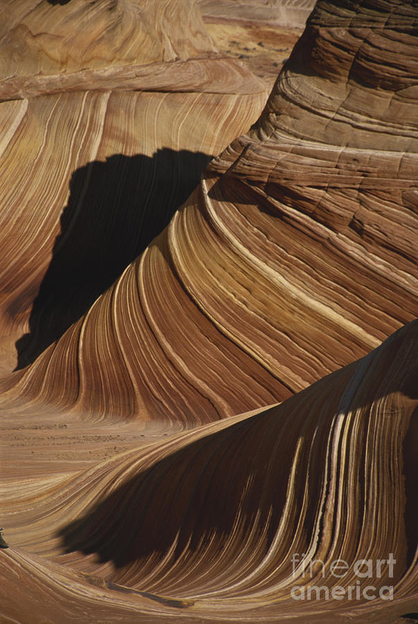 The Wave, Arizona Photograph by Mark Newman