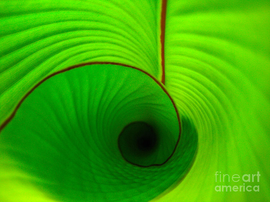 Leaf Photograph - The Wave by C Ray  Roth