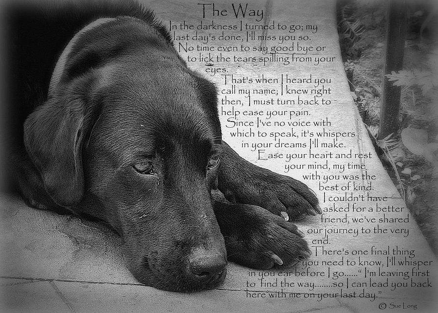 Inspirational Photograph - The Way Black Lab by Sue Long