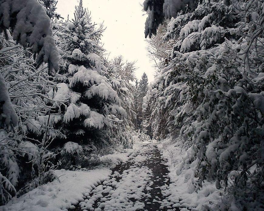 The way in snow Photograph by Felicia Tica