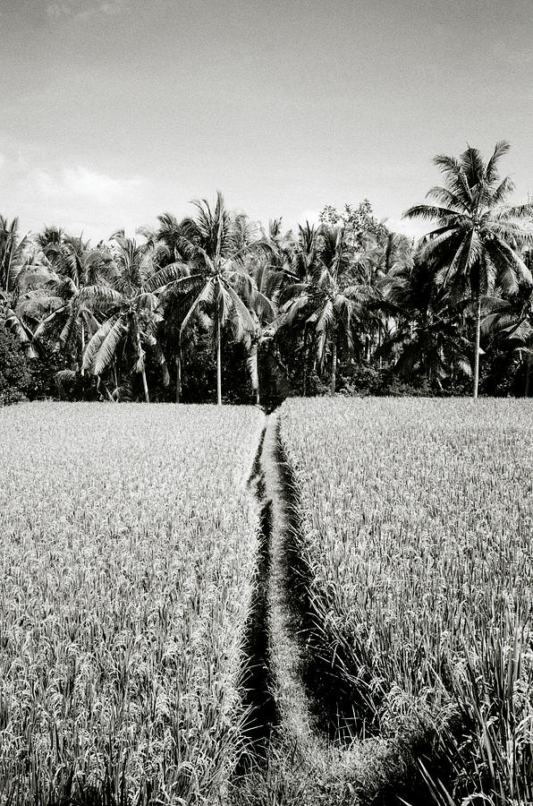 The Way In The Paradise Of Bali Photograph by Shaun Higson