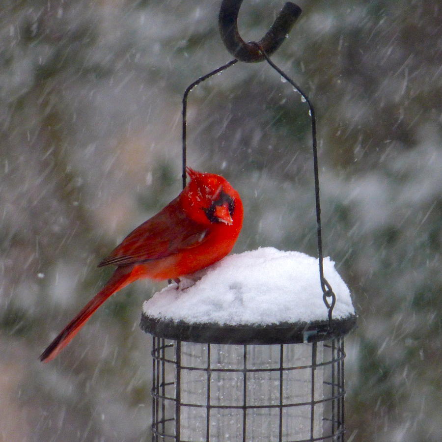 The Weather Outside Is Frightful Photograph by Jean Wright