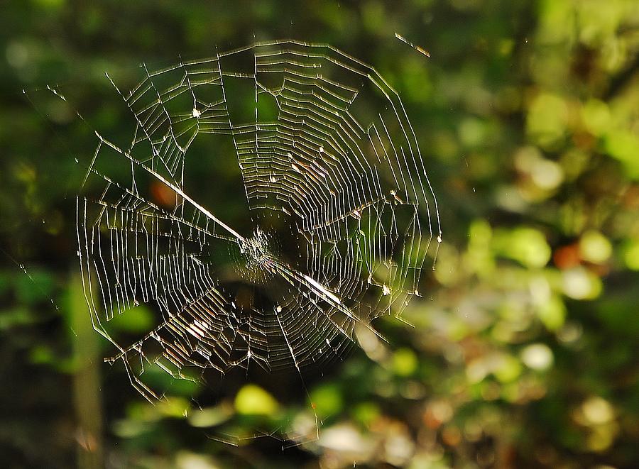 The Web Photograph by Aimee Beauvais - Fine Art America