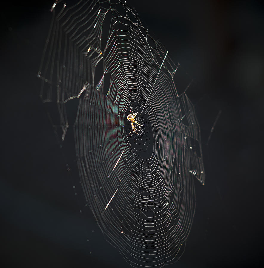 Spider Photograph - The Web by Ron Roberts