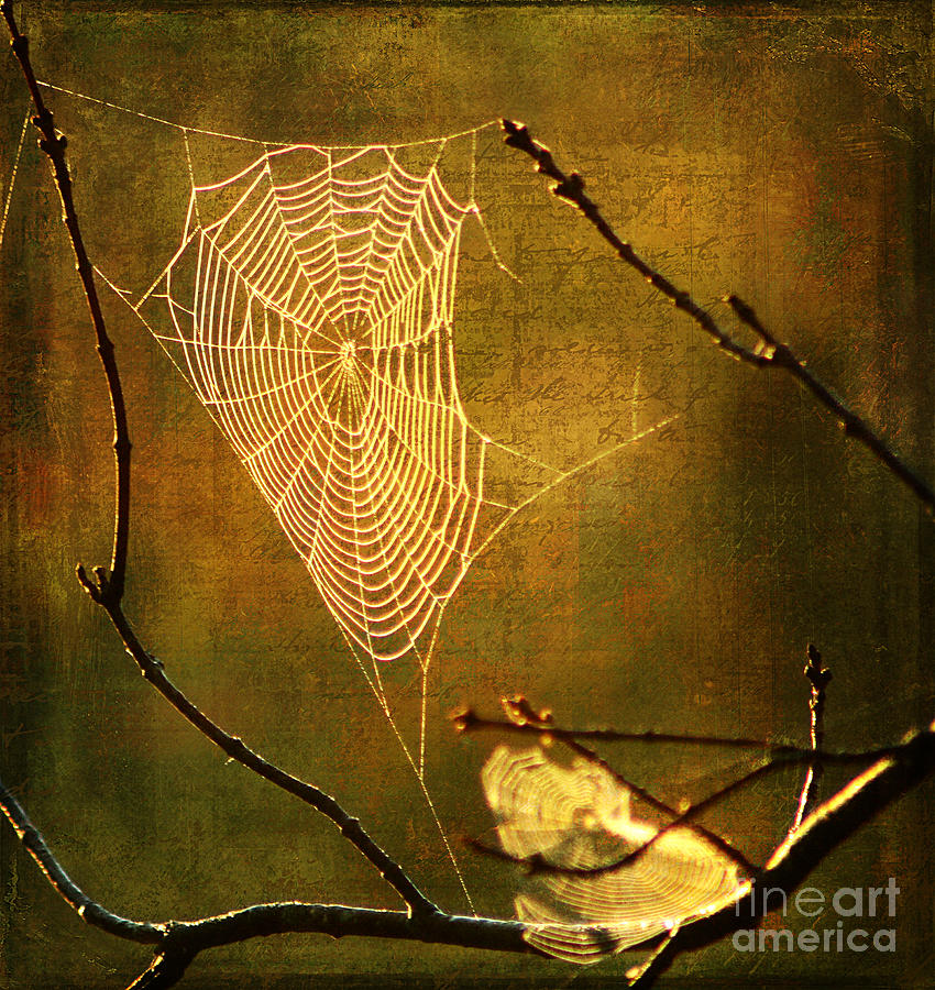 Spider Photograph - The Web We Weave by Darren Fisher