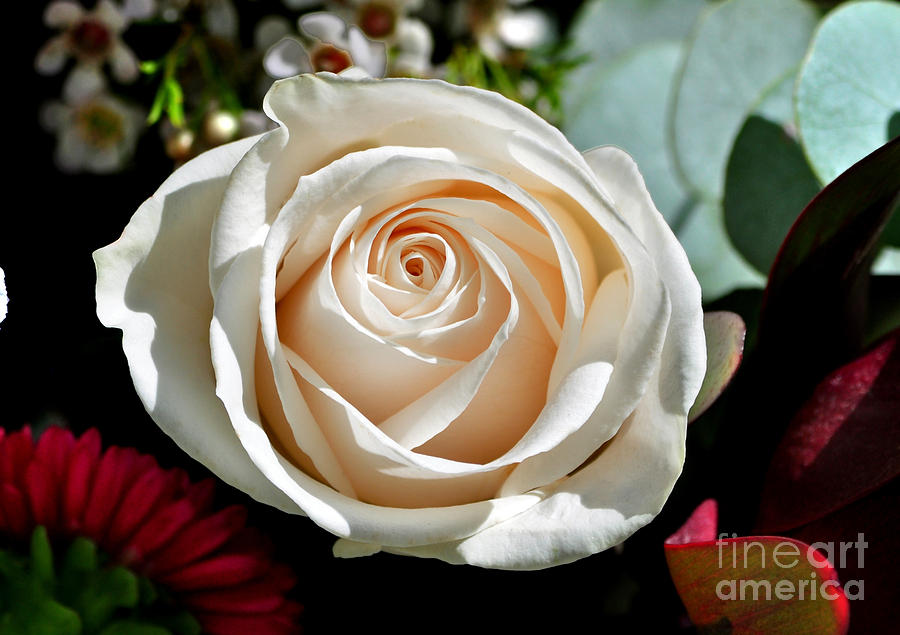 The Wedding Rose Photograph by Kathy Baccari