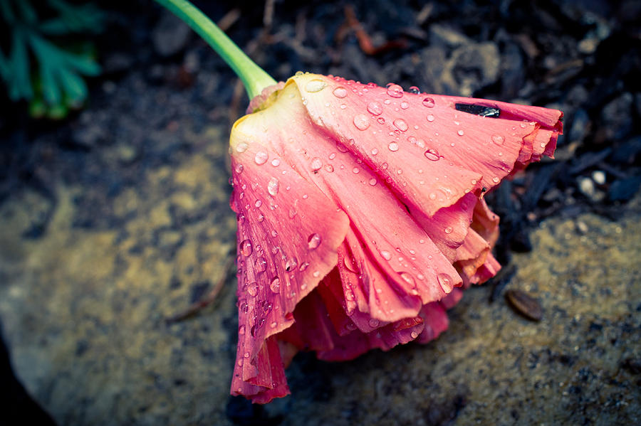 Poppy Photograph - The Weight Of Rain by Priya Ghose