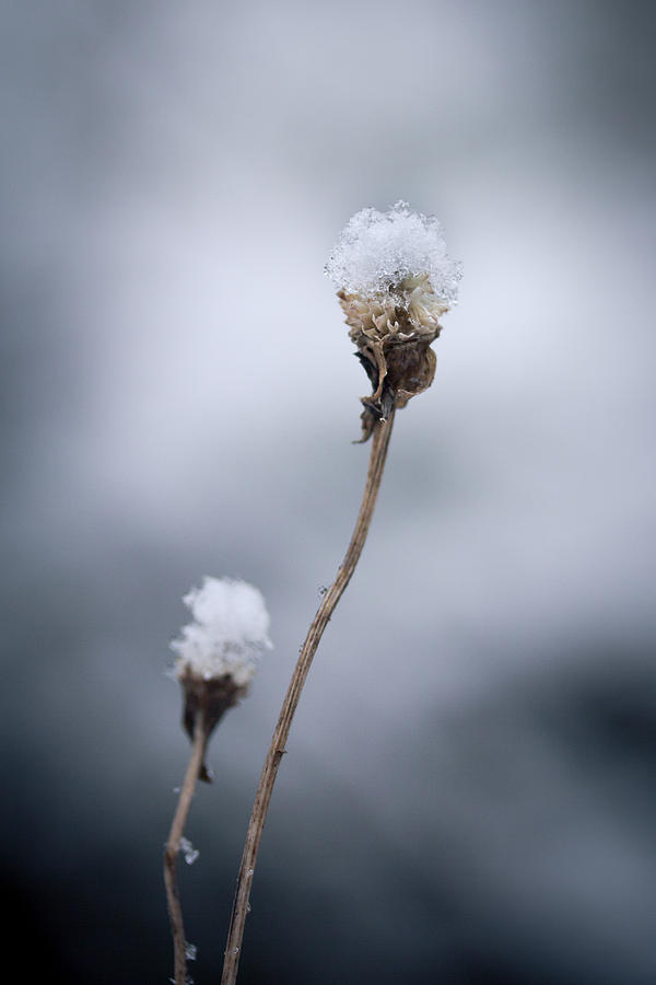Winter Photograph - The Weight Of Winter by Shane Holsclaw