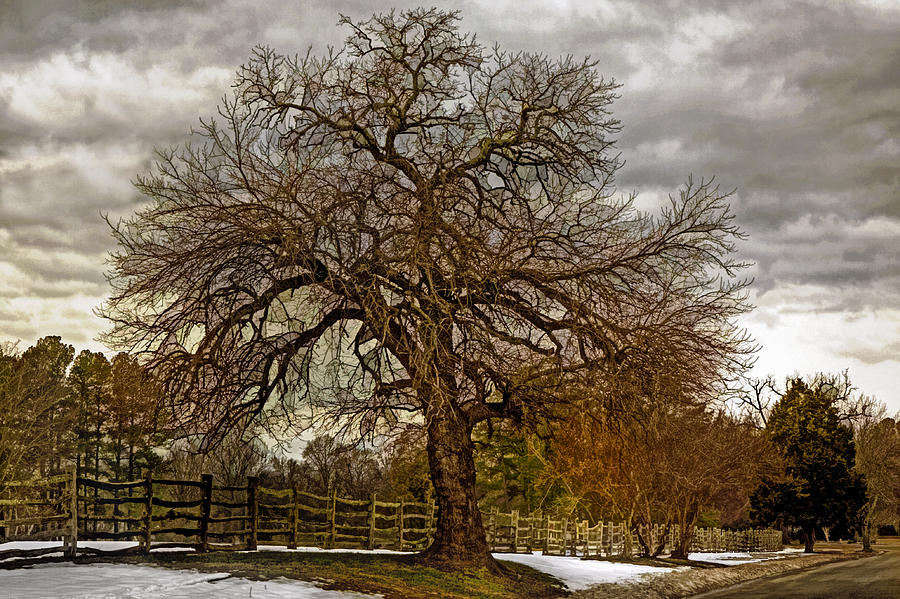 The Welcome Tree Photograph by Jerry Gammon