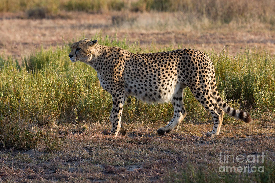 The Well Fed Cheetah Photograph by Chris Scroggins
