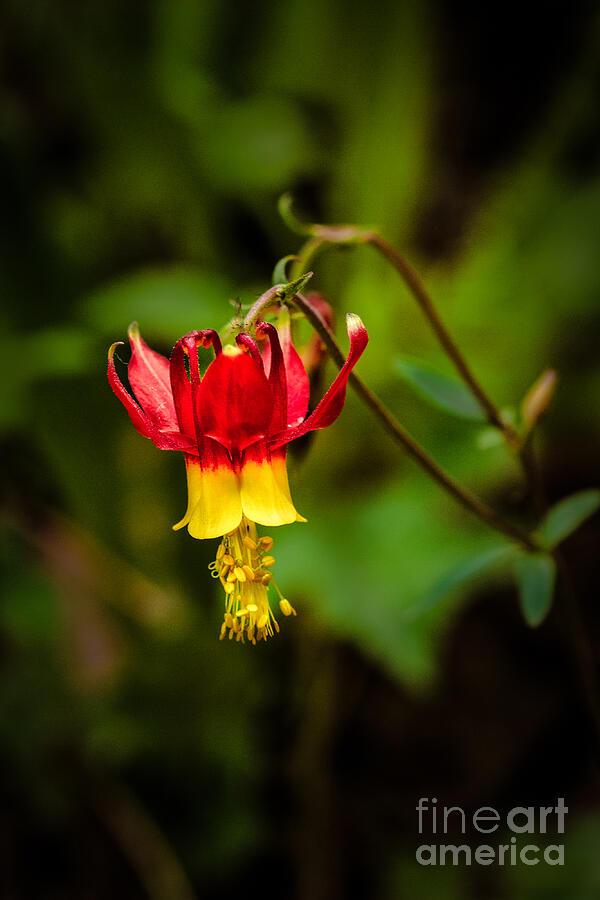 The Western Columbine Photograph by Robert Bales