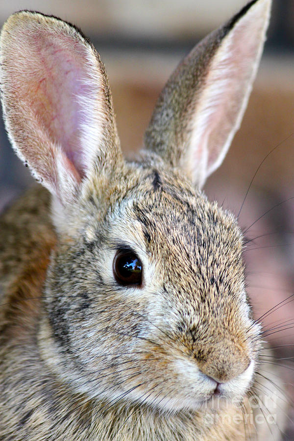 Alert Photograph - The Western Hare by Janice Pariza Alert Photograph - The Western Hare by Janice Pariza
