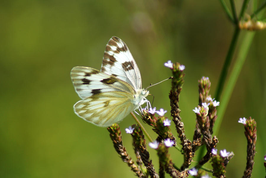 Insects Photograph - The Western White by Kim Pate