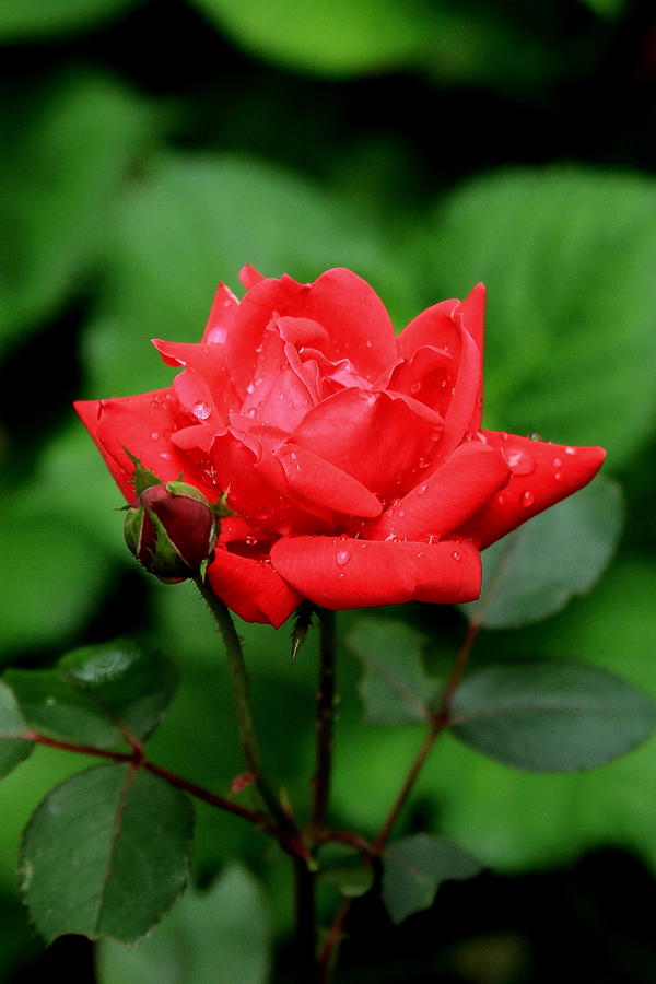 The Wet Rose Flower Garden Horticulture Art Photograph by Reid Callaway
