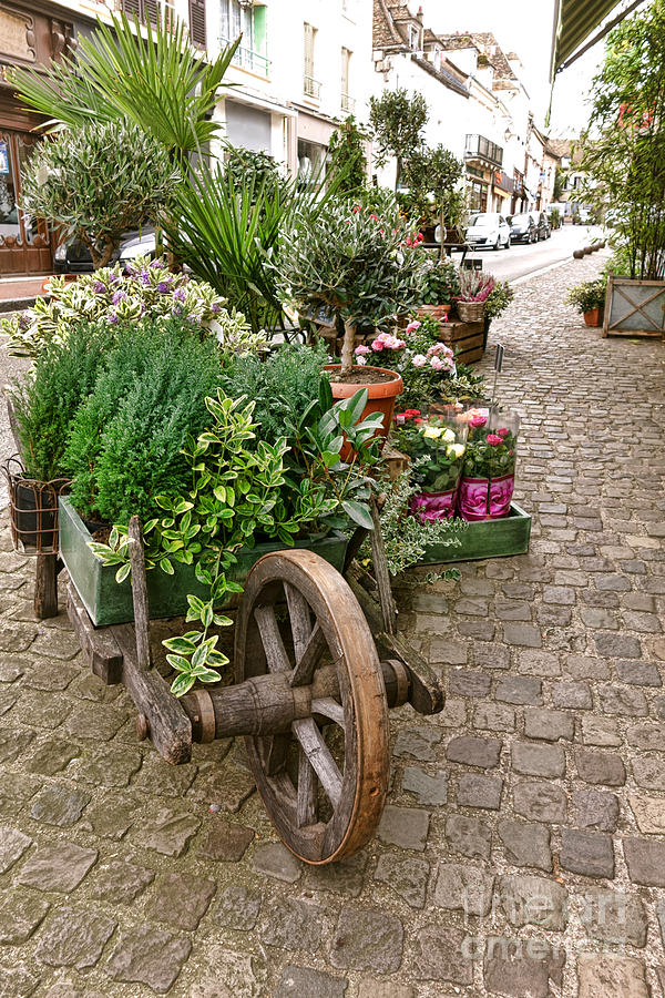 The Wheelbarrow at the Flower Shop Photograph by Olivier Le Queinec