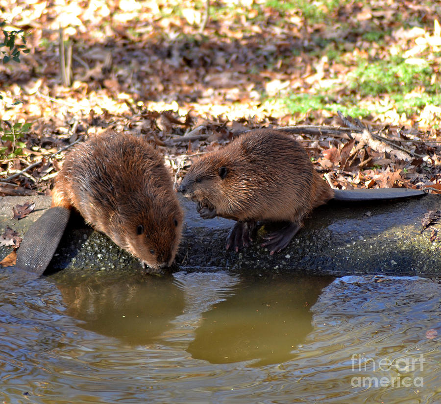 Wildlife Photograph - The Whispering Beaver by Eva Thomas