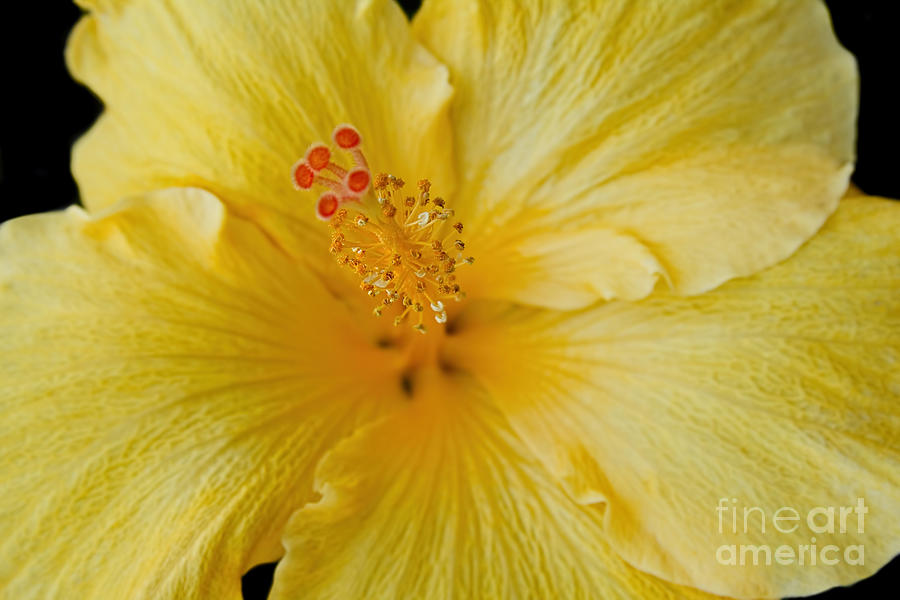 Flower Photograph - The Whispers of Heaven  by Sharon Mau