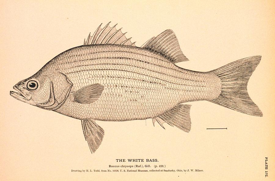 The White Bass Drawing by Brian Long - Fine Art America