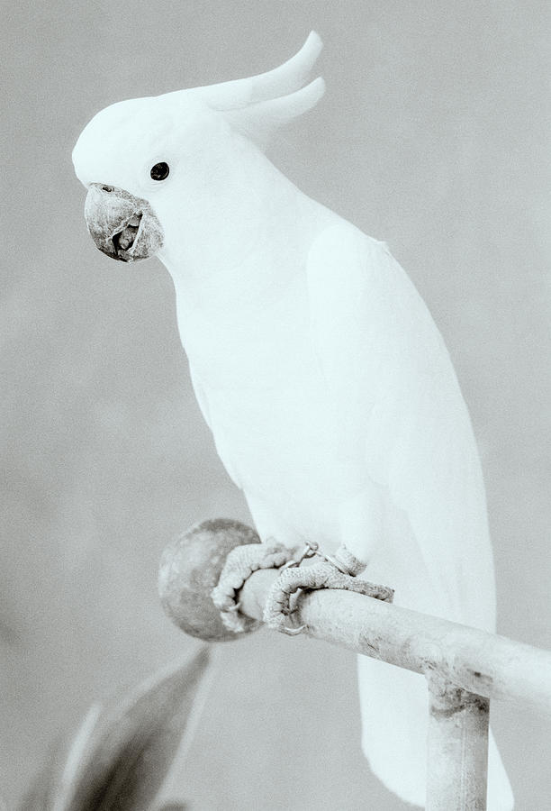 The White Cockatoo Of Paradise Photograph by Shaun Higson