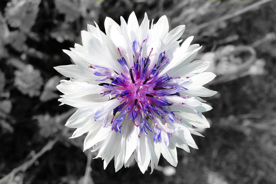 Nature Photograph - The White Cornflower by Barrie Woodward