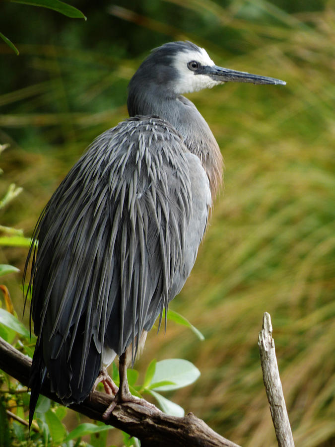 The White Faced Heron  Photograph by Steve Taylor