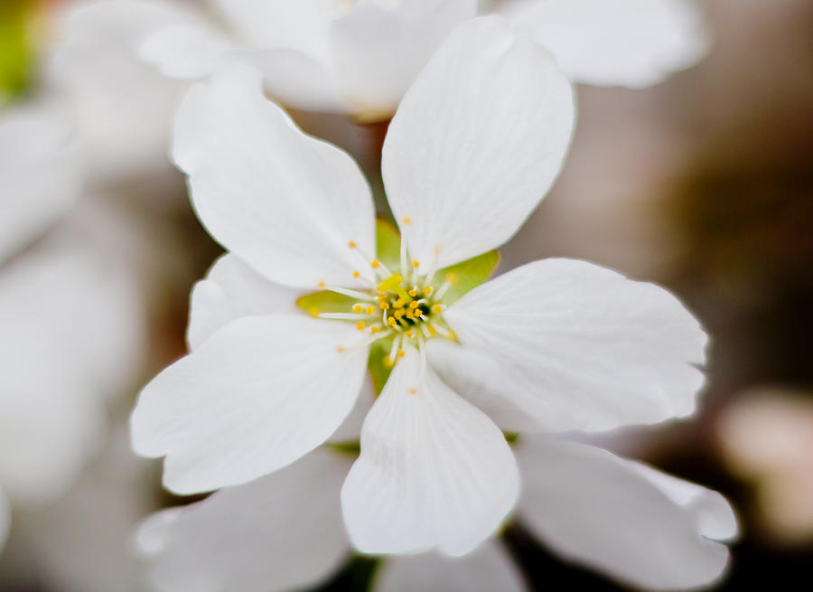 The White Flower Photograph by Jonny D