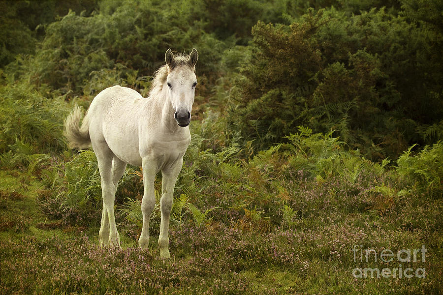 The White Foal Photograph by Ang El