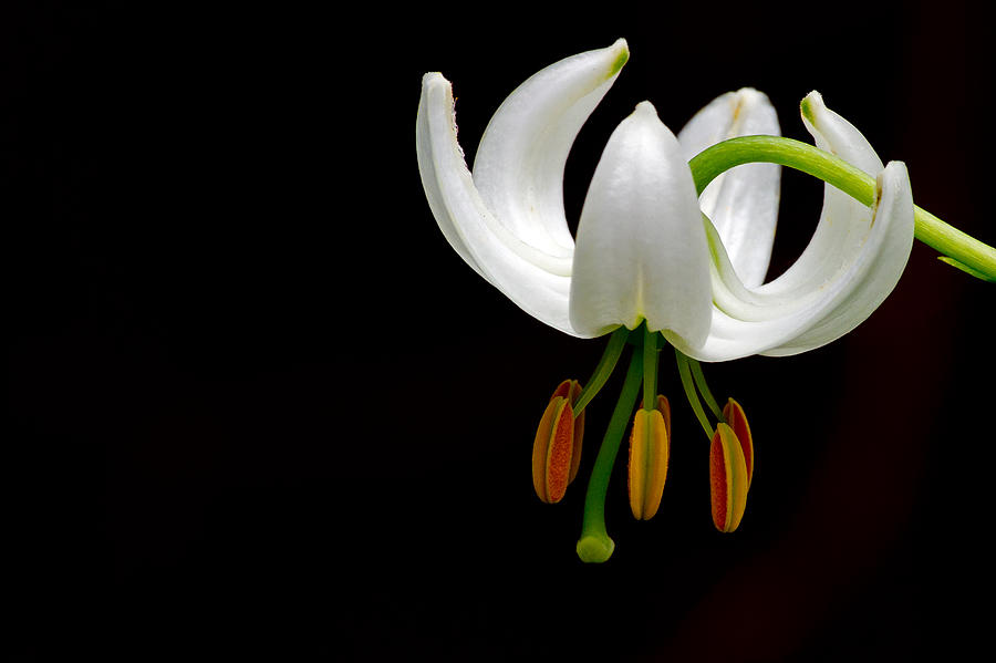 The white form of Lilium Martagon named Album Photograph by Torbjorn Swenelius