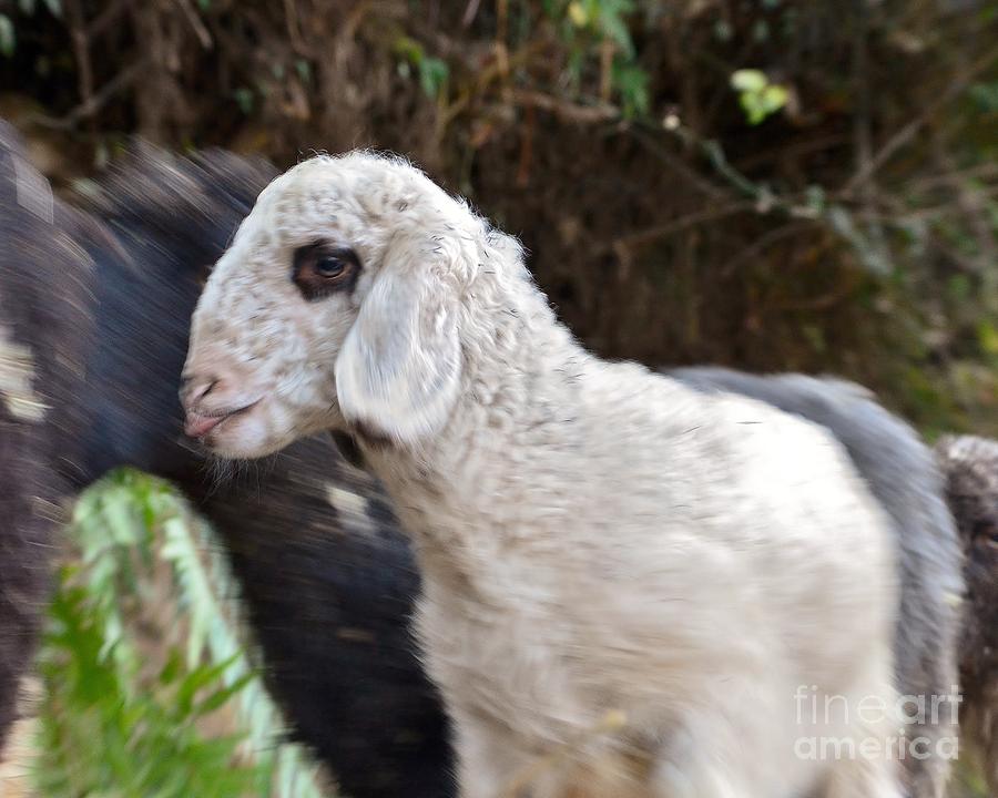 The White Goat Photograph by Kim Bemis