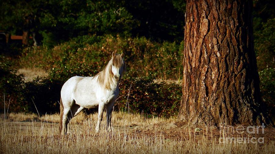 The White Horse Photograph by Julia Hassett