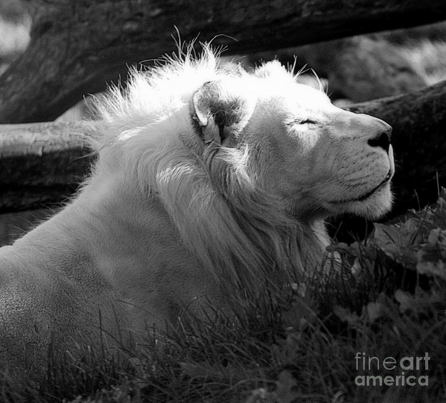 The White King Photograph by Marcia Lee Jones