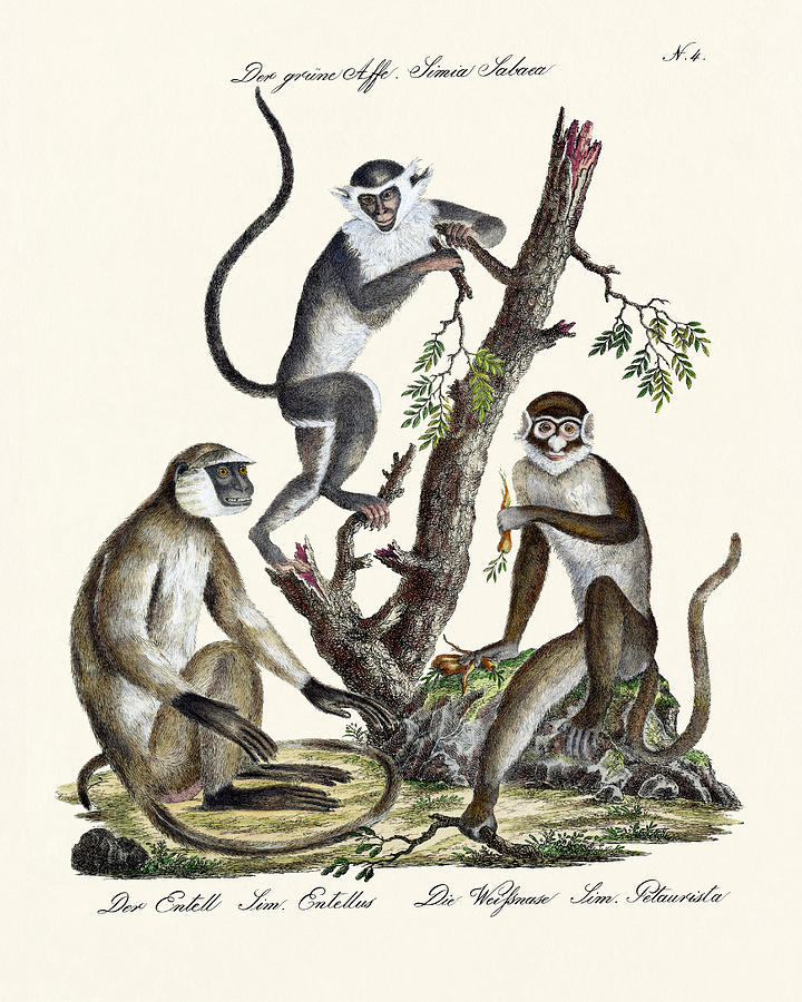 Monkey Drawing - The White-nosed Monkey by Splendid Art Prints