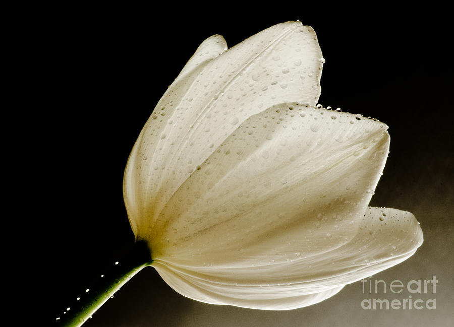 Tulip Photograph - The White One by Nick Boren