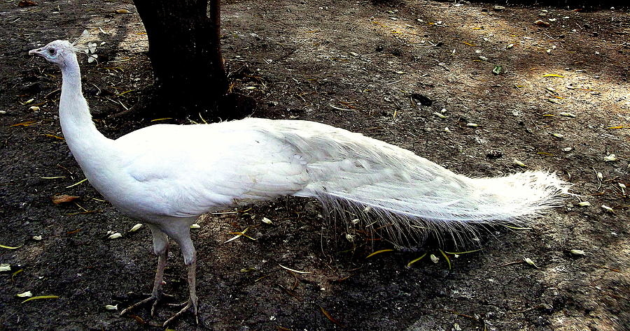 The White Peacock 4 Photograph by Ooni Mofoto - Fine Art America