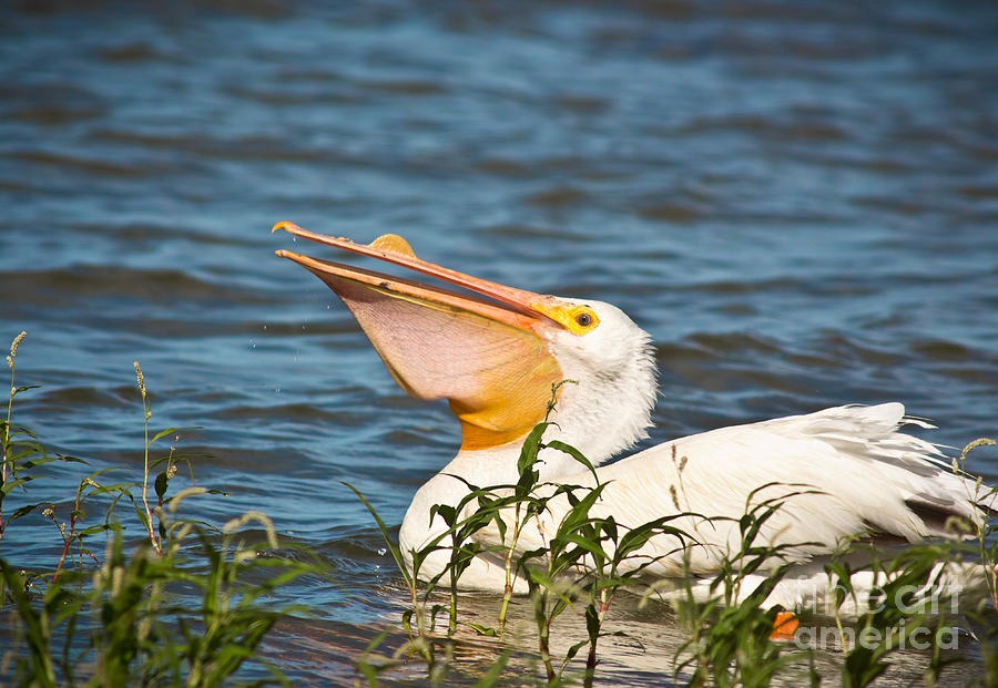 The White Pelican Photograph by Robert Frederick